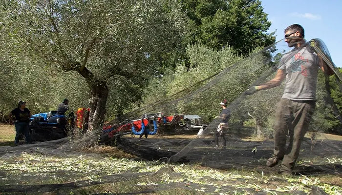 olivenernte in italien fuer olivenoel