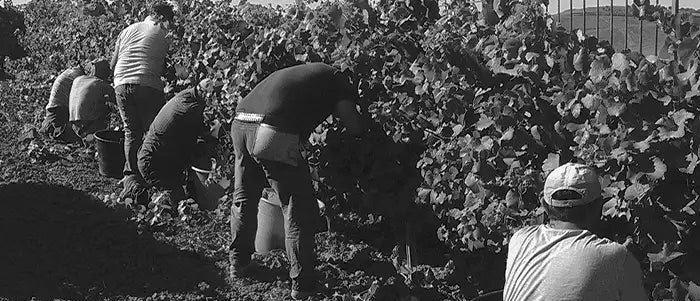 don tomasi wein ernte sizilien