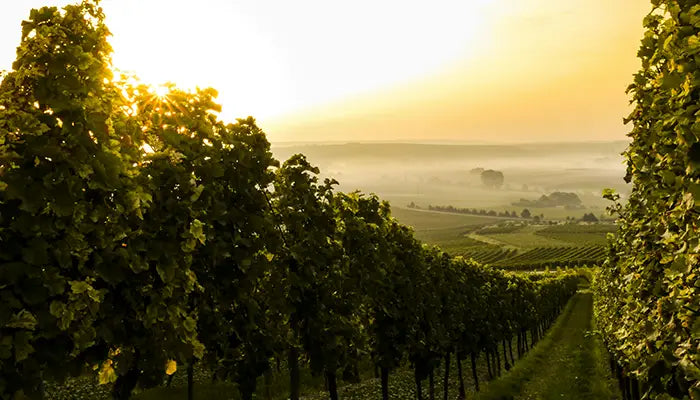 weißwein reben italien 