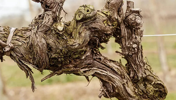 alte italienische weinrebe